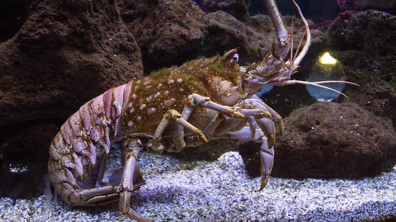 Underwater California spiny lobster