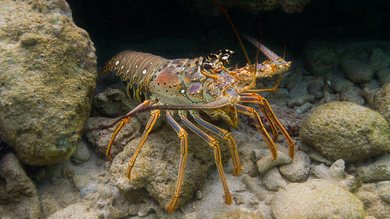 Underwater Caribbean spiny lobster