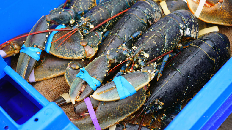 French blue lobsters