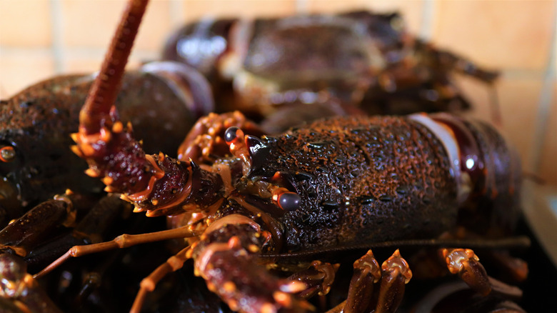 South coast rock lobster close-up