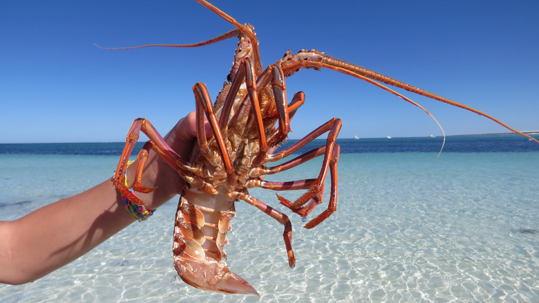 Western rock lobster by the water