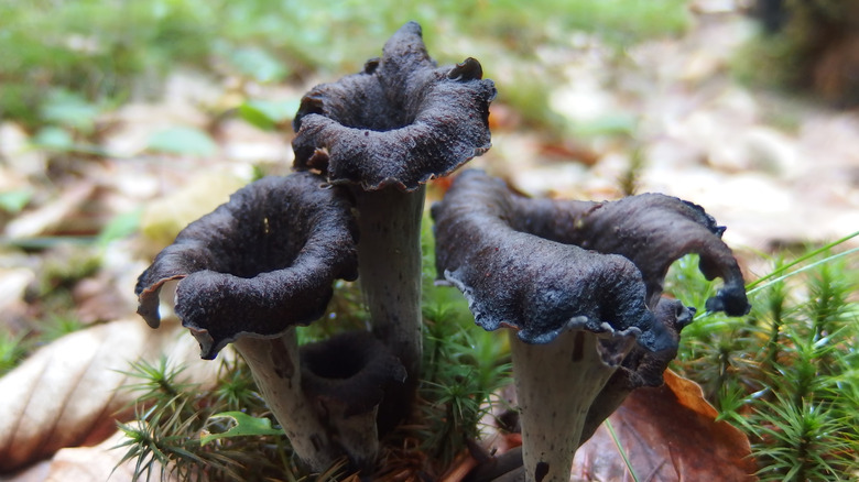 Black trumpet mushrooms in the wild