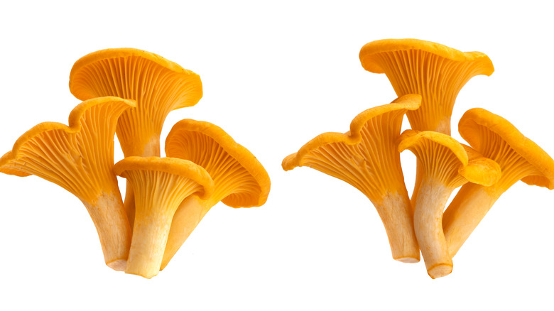 Chanterelles