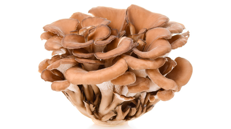 Maitake mushroom