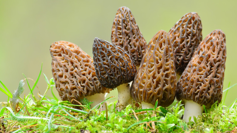 Morel mushrooms