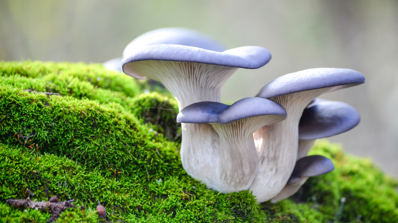 Oyster mushrooms in the wild