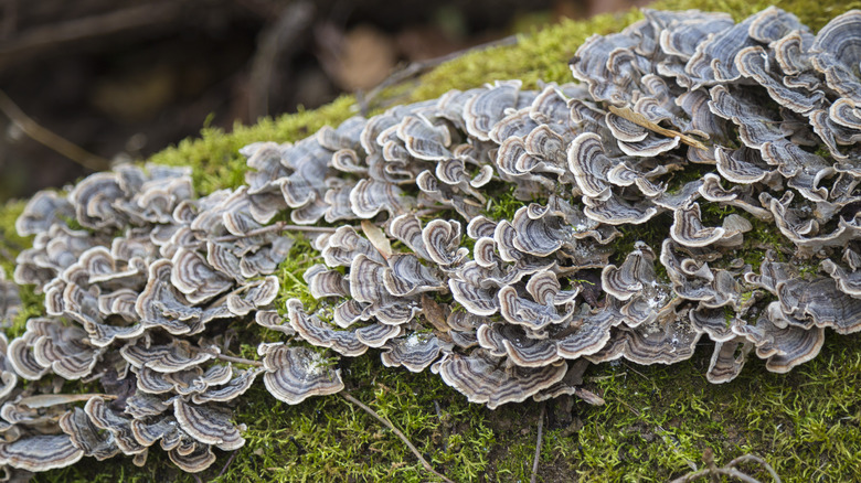 turkey tail mushrooms