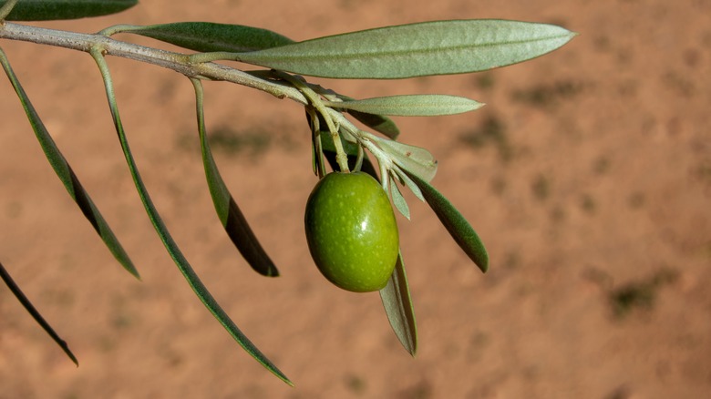 Picual olive on a branch