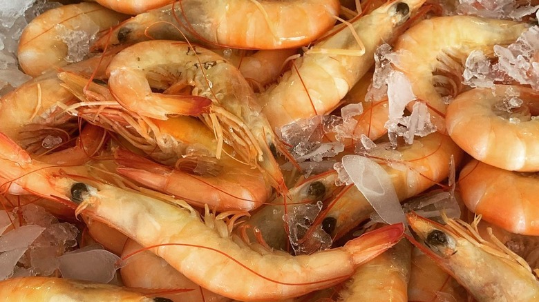 Endeavour prawns in ice