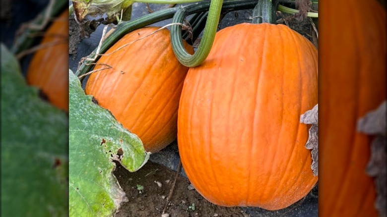 Captain Jack pumpkins