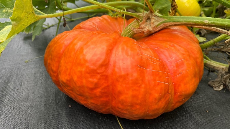 Cinderella pumpkin 