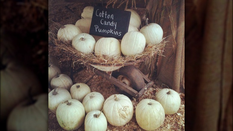 Cotton Candy pumpkins