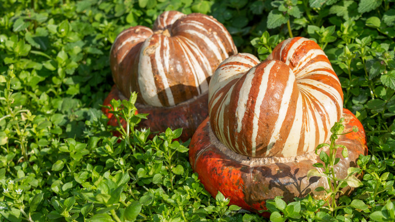 buttercup squash