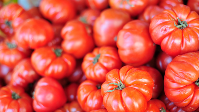 freshly picked beefsteak tomatoes