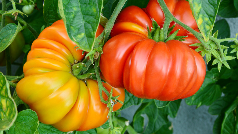 brandywine tomatoes on vine