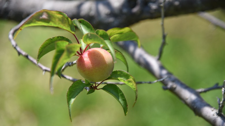 Ume fruit hanging on branch