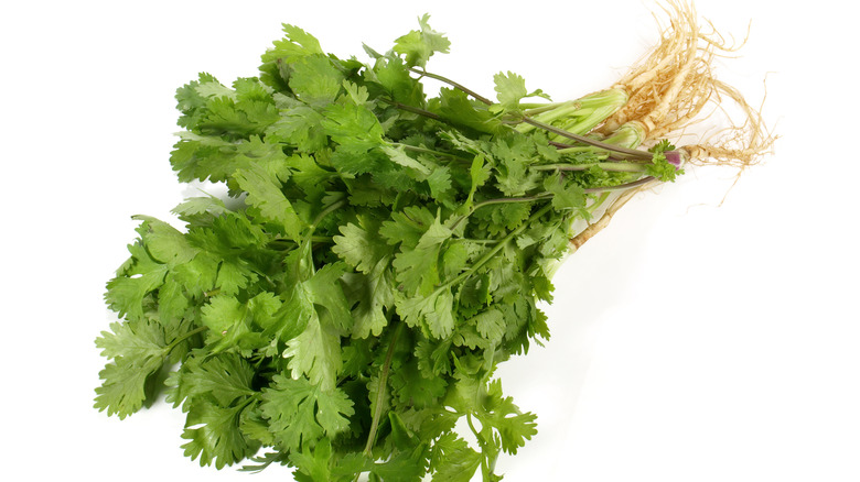 Bunch of cilantro