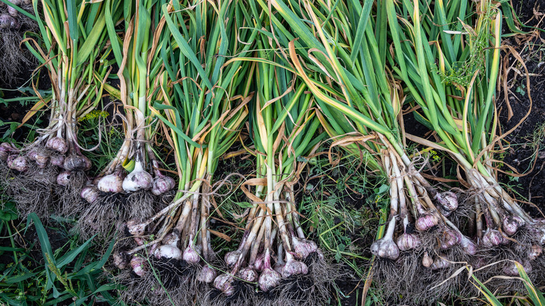 Young garlic harvest