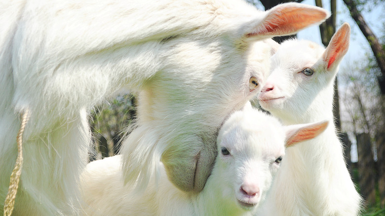 goat kids with mother