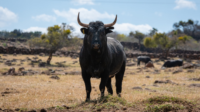 oxen bull looking at the camera