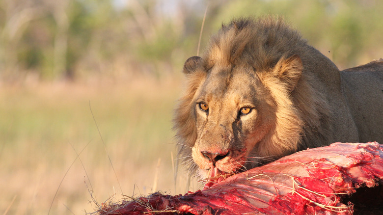 lion eating buffalo carcass