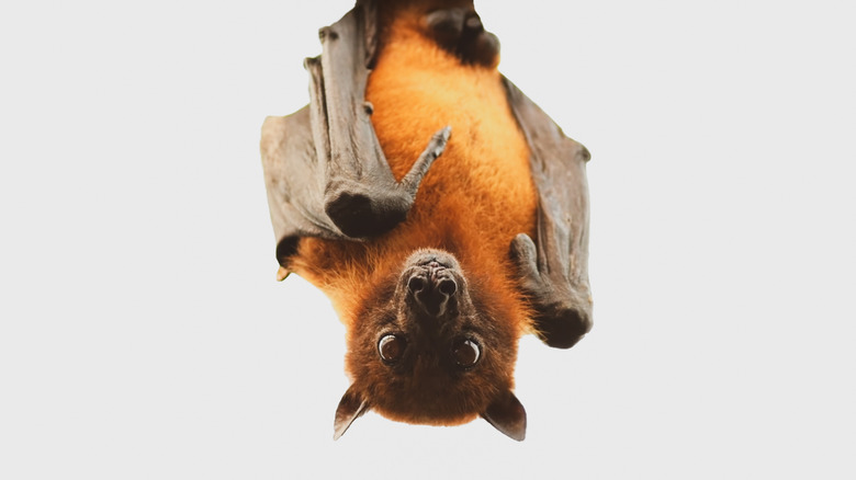 bat hanging upside down