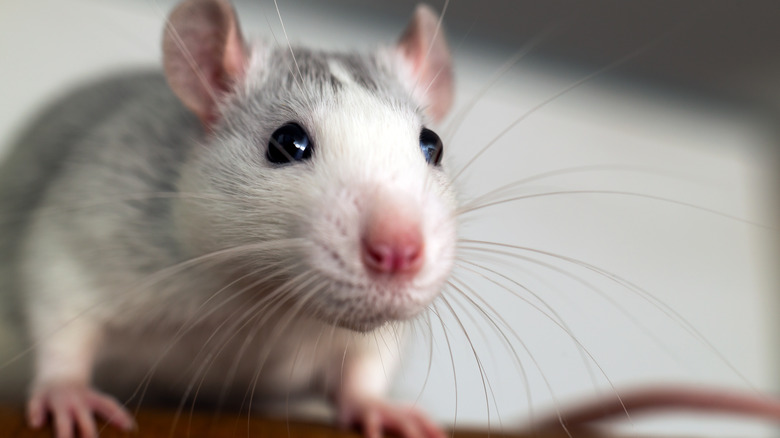 adorable pet rat