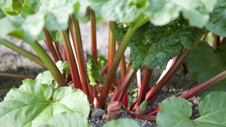 Rhubarb stocks growing from ground