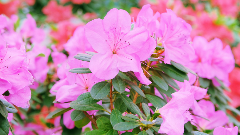 Pink azaleas