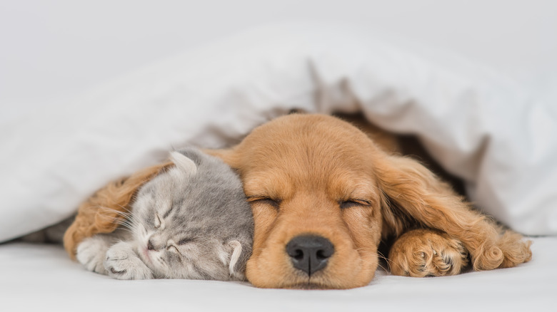 Nestled under a duvet, puppy and a kitten nap