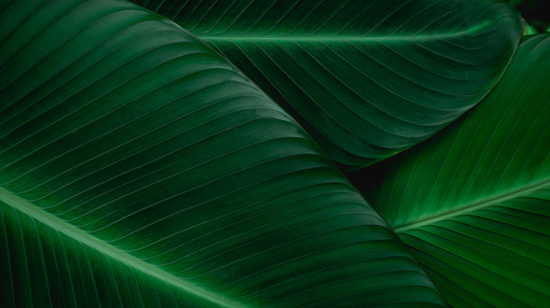 Closeup shot of fresh banana leaves