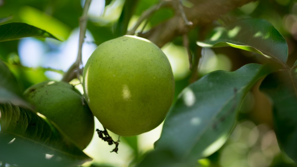 White sapote