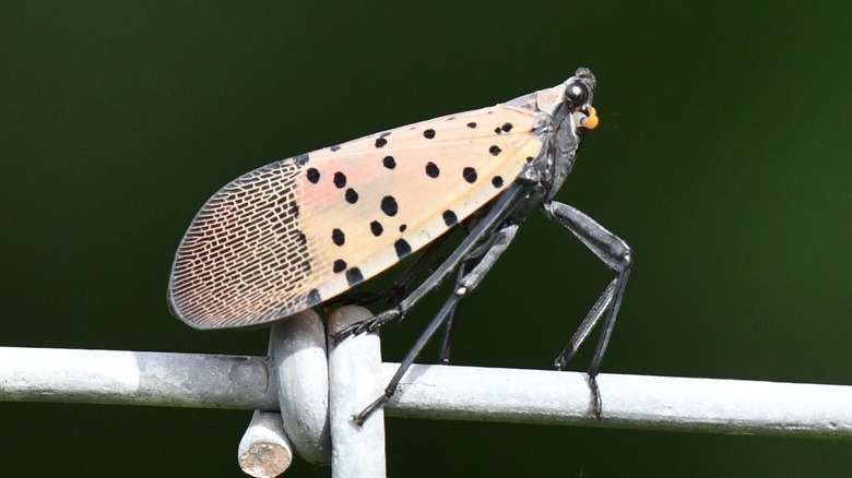 Lanternfly