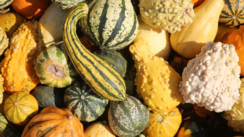 varieties of squash