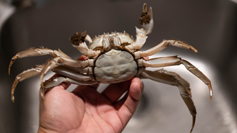 Hand holding hairy crab