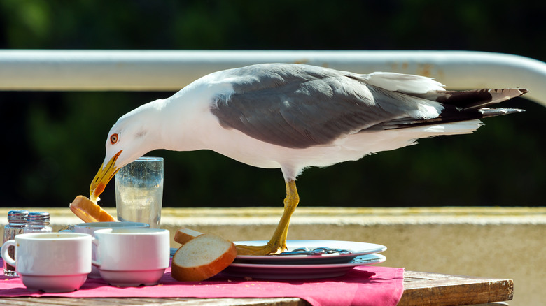 A seagull eating food at a restaurant table