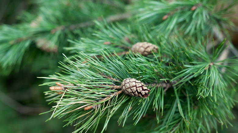 close up of pine tree, needles and little pinecones