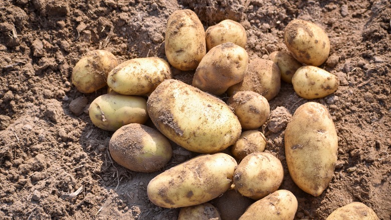 potatoes piled in dirt