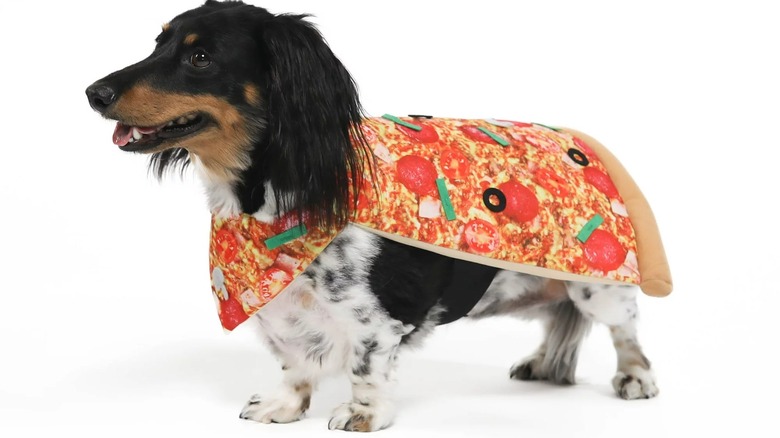 dog in pizza costume