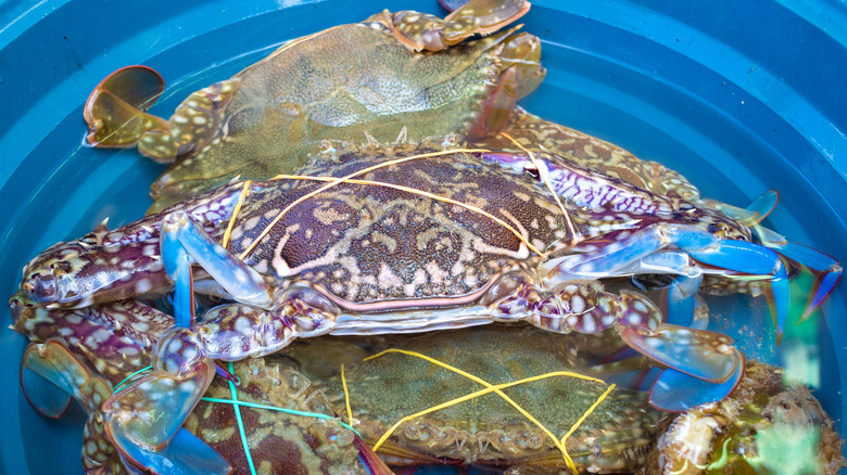 Blue crabs bound in rubber bands