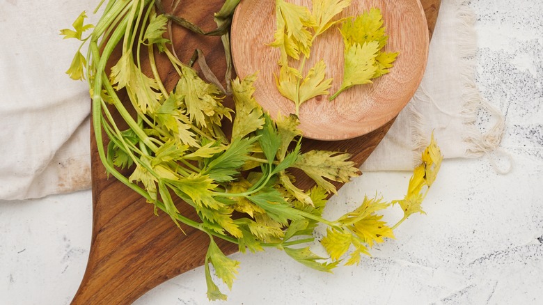 Yellowed, wilted celery leaves