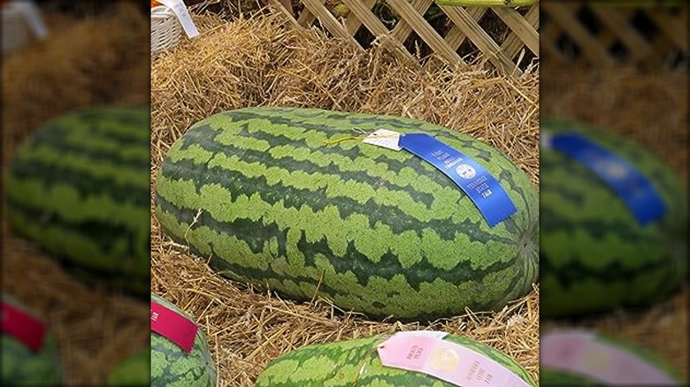 prize-winning Carolina Cross watermelon