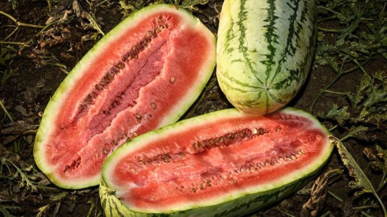 Kurobe watermelon