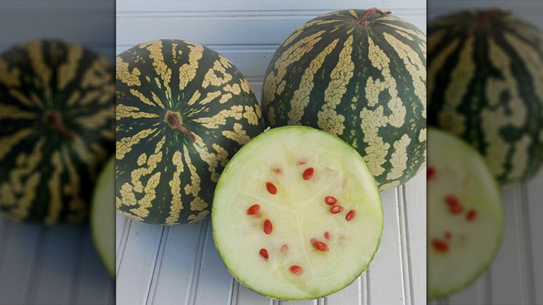 Red Seeded Citron watermelon