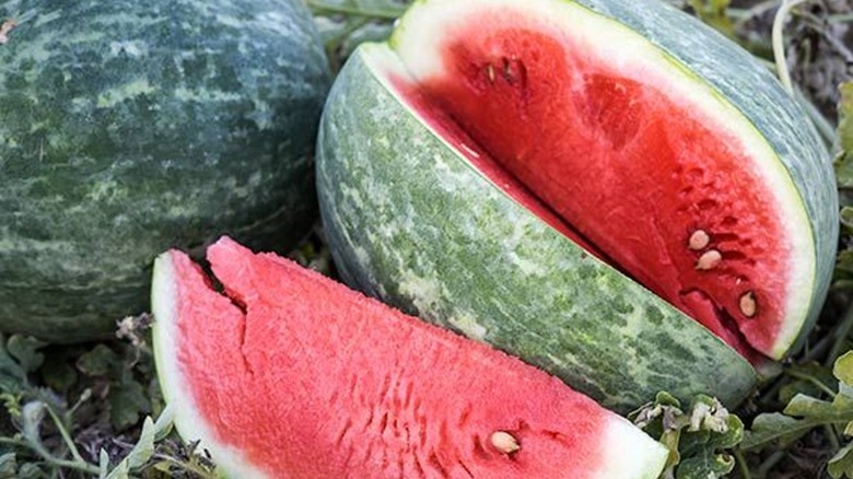 Wilson's Sweet watermelon