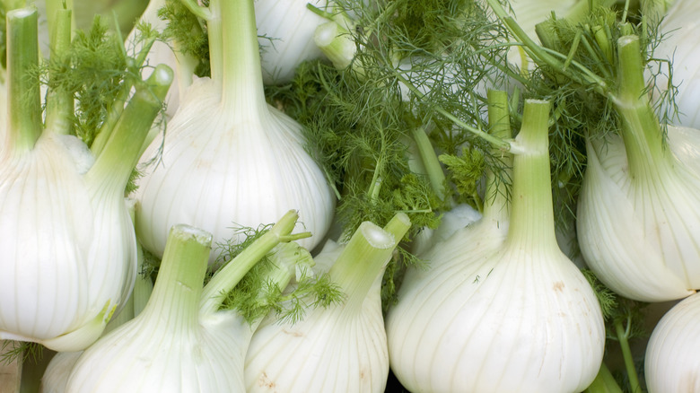 Pile of fennel bulbs