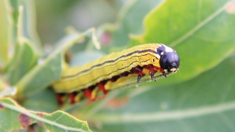 Congoleze Mopane worms