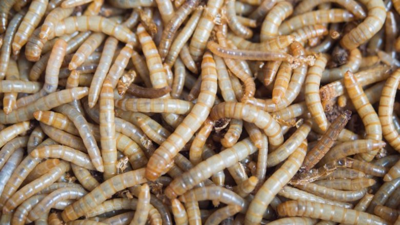 Mealworms