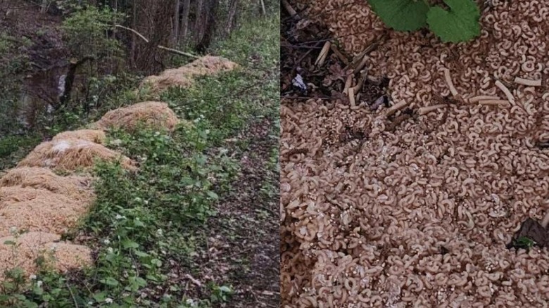 Pasta dumped in NewJersey