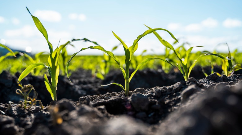 Fertile farmland with growing crops